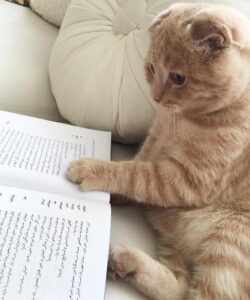 gorbeh behnoosh tabatabaei 2